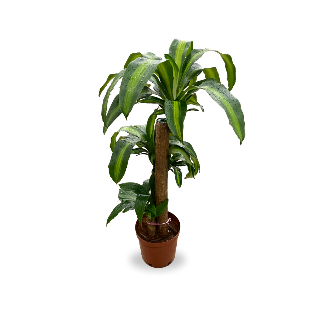 Corn Plant (Dracaena Fragrans)