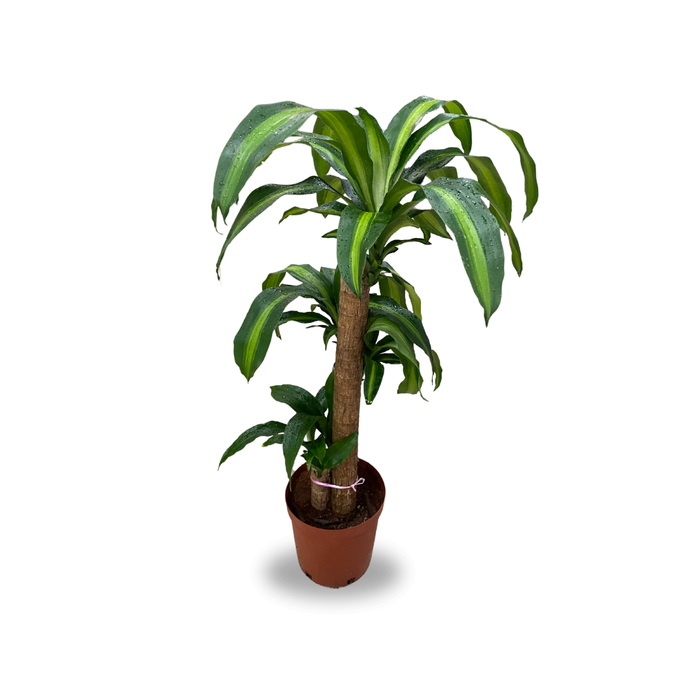 Corn Plant (Dracaena Fragrans) - Image 2