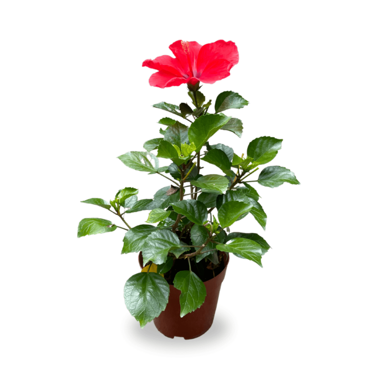 Hawaiian/Chinese Hibiscus (Hibiscus rosasinensis) Hawaii Landscape